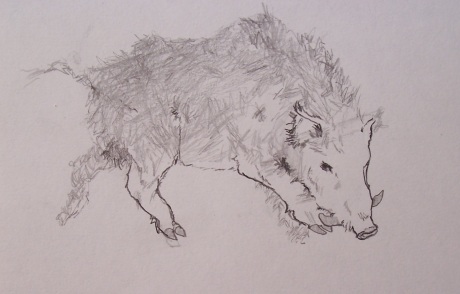 boar drawing